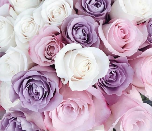 Collection des plus belles photos de roses violettes