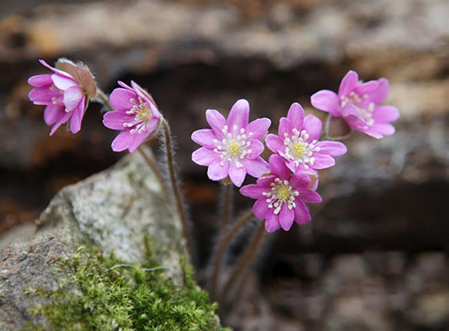 सबसे सुंदर जंगली फूलों की छवियों का संग्रह