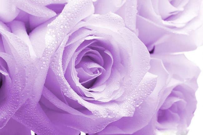 最も美しい紫色のバラの写真のコレクション
