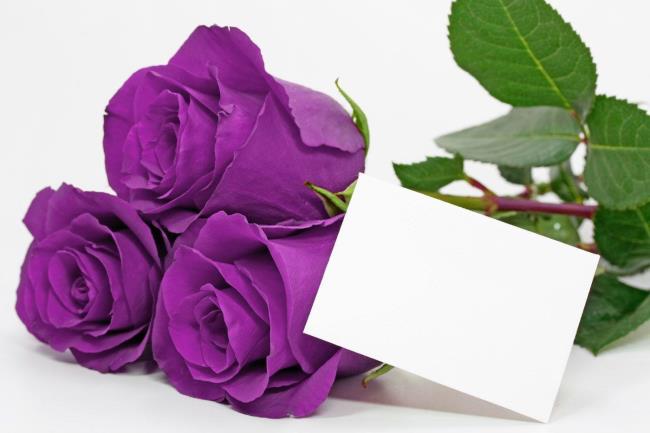 Colección de las más bellas imágenes de rosas moradas