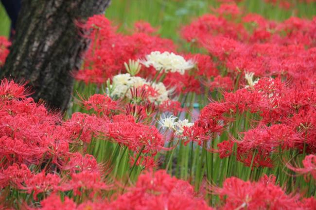 Comprehensive beautiful images of dandelion