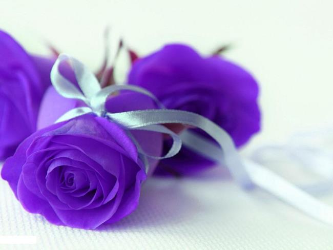 Collection des plus belles photos de roses violettes