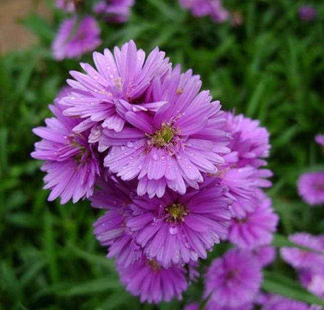 Beautiful purple heather flowers 