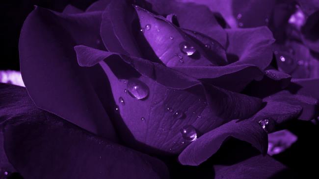 Collection des plus belles photos de roses violettes