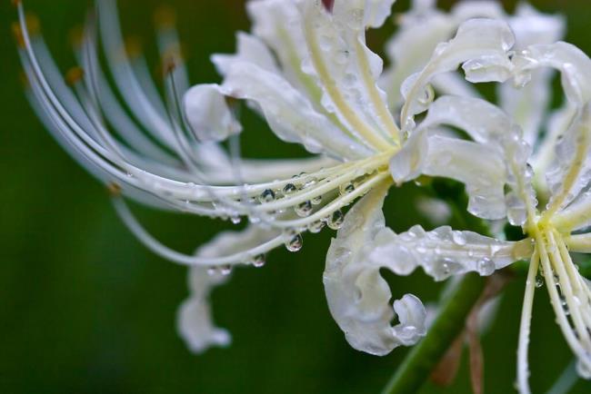 Gambar cantik dandelion yang indah