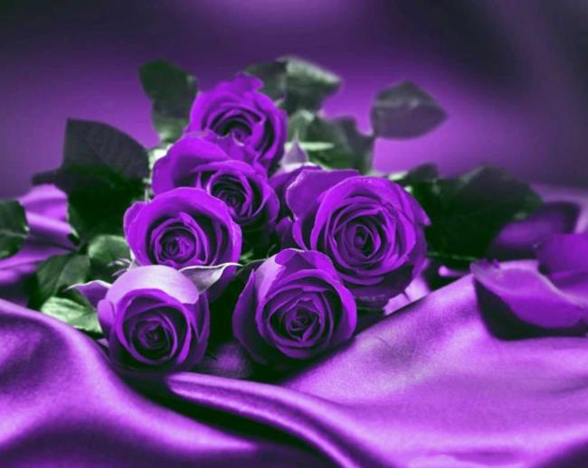 Collection des plus belles photos de roses violettes