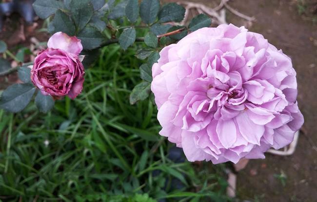 Raccolta delle più belle immagini di rose viola