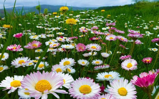 最も美しい野生の菊の画像を収集
