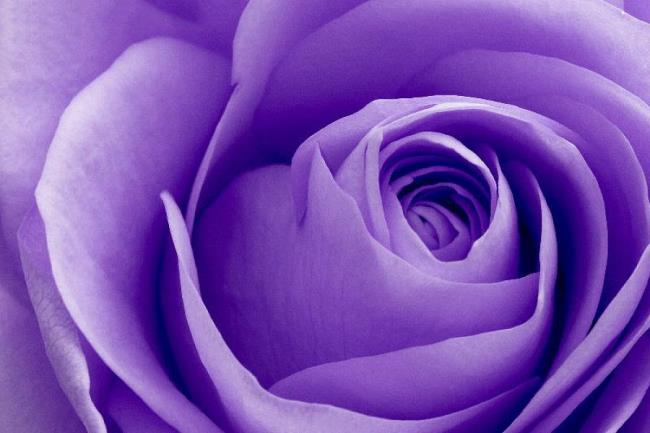 Raccolta delle più belle immagini di rose viola