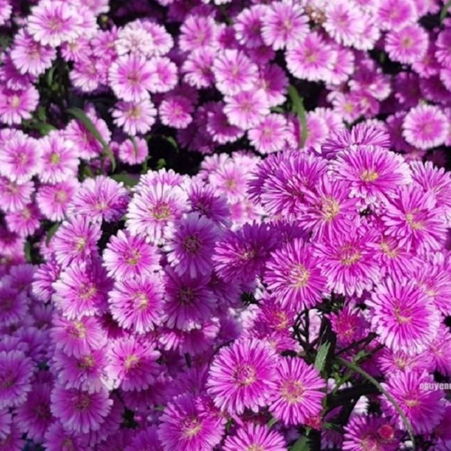 Beautiful pink heather flowers
