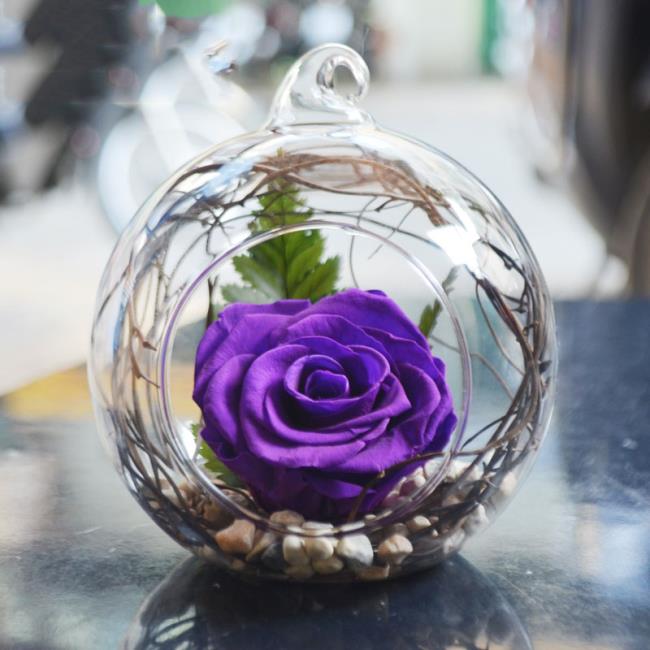 Collection des plus belles photos de roses violettes