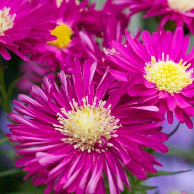 Beautiful pink heather flowers