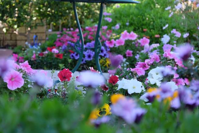خلاصه ای از زیباترین باغ های گل در جهان