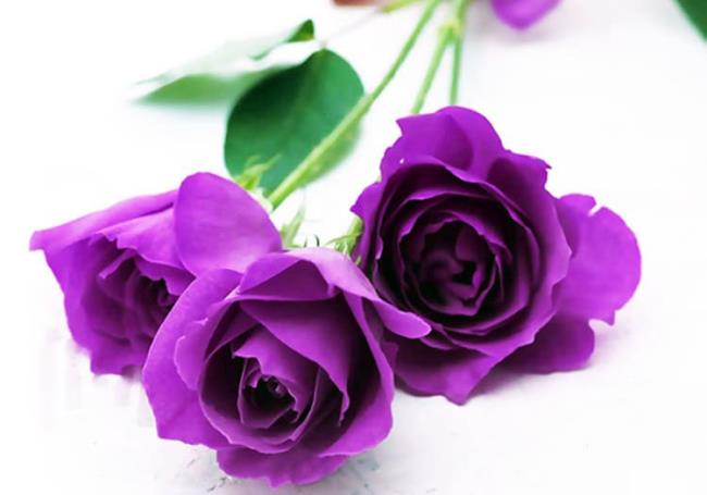 Collection des plus belles photos de roses violettes