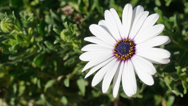 جمع آوری تصاویری از زیباترین گل داودی های وحشی