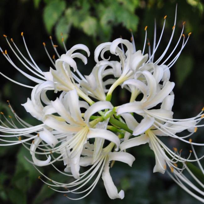Comprehensive beautiful images of dandelion