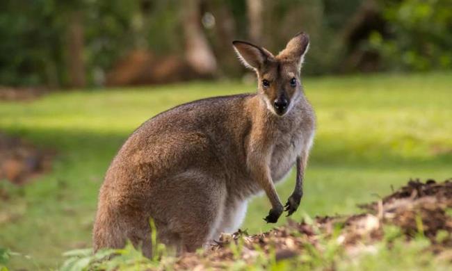 Verzameling van de mooiste Kangaroo-kangoeroe-afbeeldingen