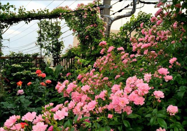 Résumé des plus beaux jardins fleuris du monde