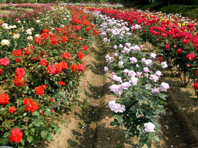 Summary of the most beautiful flower gardens in the world