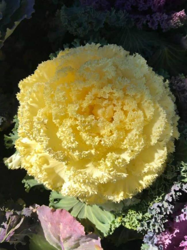 Combiner des images de la plus belle fleur de chou