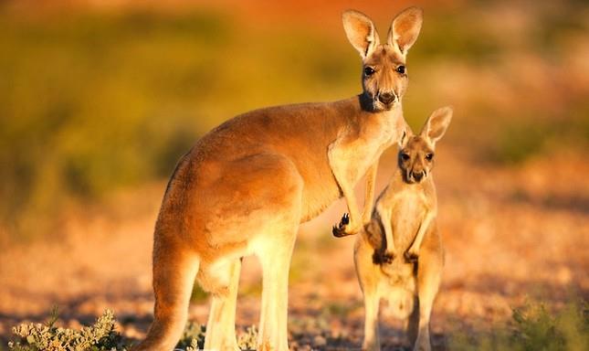 Collection des plus belles images de kangourou Kangourou