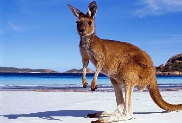 Koleksi gambar Kanguru kanguru yang paling indah