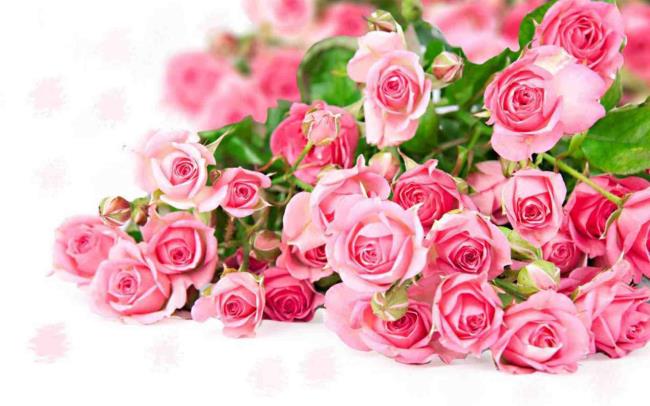 Collection of the most beautiful Flower Wallpaper