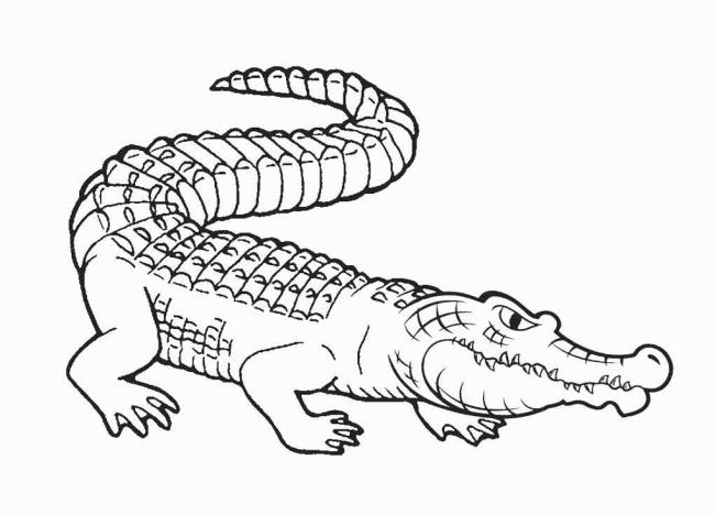 Résumé des images de coloriage d'alligator pour bébé à pratiquer la coloration