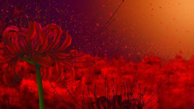 Images de couverture de belles fleurs de coriandre 