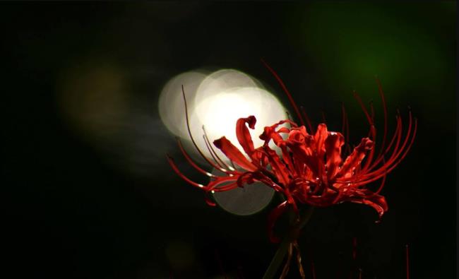 美しいコリアンダーの花のカバー画像 