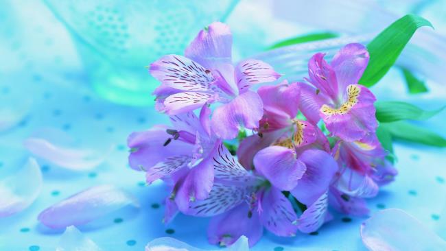 Collection of the most beautiful Flower Wallpaper