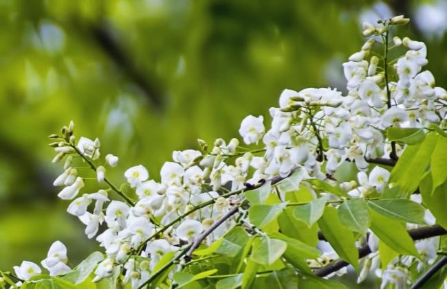 सुंदर शरद ऋतु दूध फूल छवि