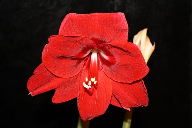 Ringkasan lily merah terindah