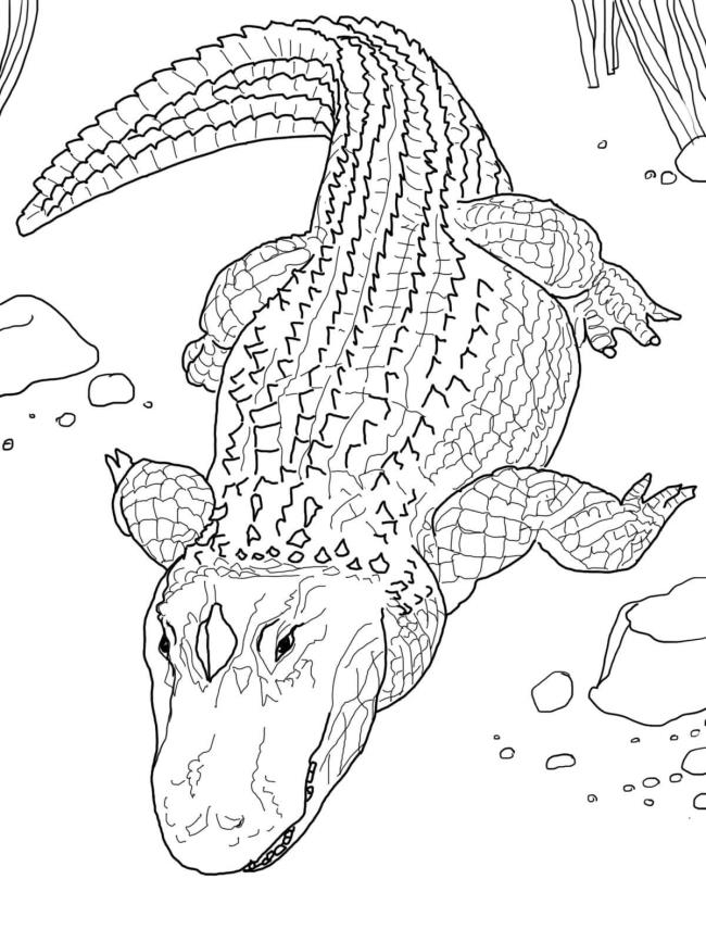 Zusammenfassung der Alligator-Malbilder, damit das Baby das Färben üben kann