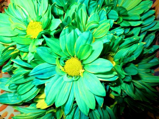 Combining images of the most beautiful blue daisies
