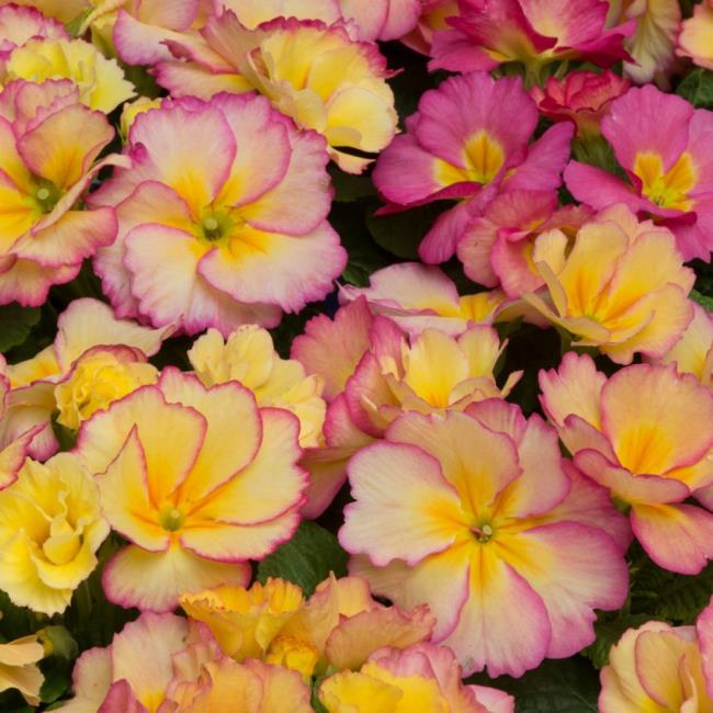 Combining images of the most beautiful primrose