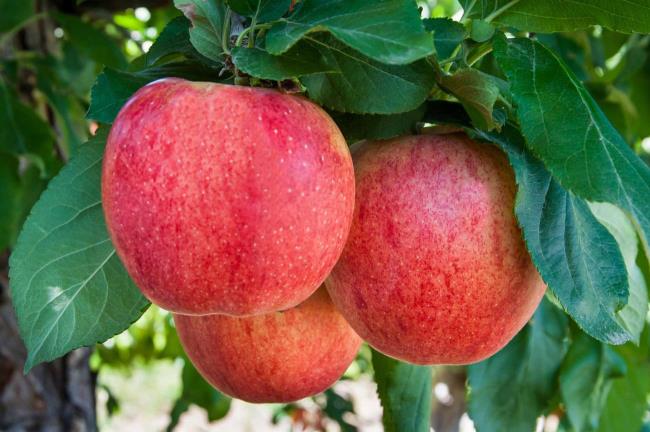 Коллекция самых красивых яблок