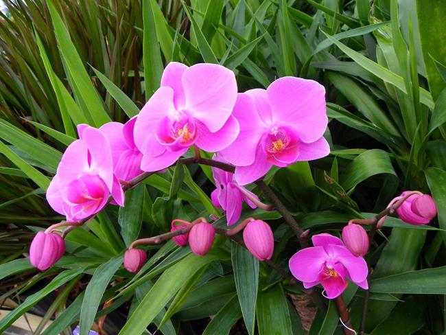 Belles images d'orchidées pourpres 1