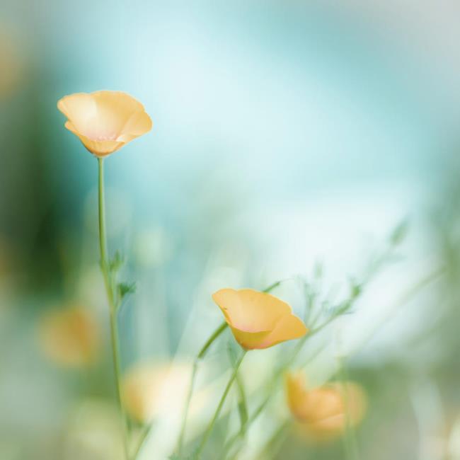 सबसे सुंदर फूल वॉलपेपर का संग्रह