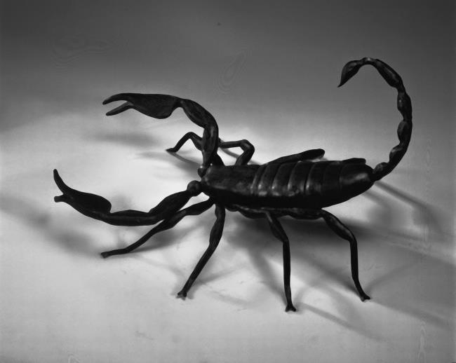 Coleção dos mais belos arcos de escorpião 