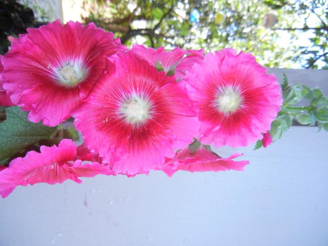 最も美しいピンク色に咲く花の画像を組み合わせる
