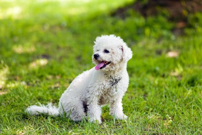 Collection of the most beautiful Bichon Frize dogs