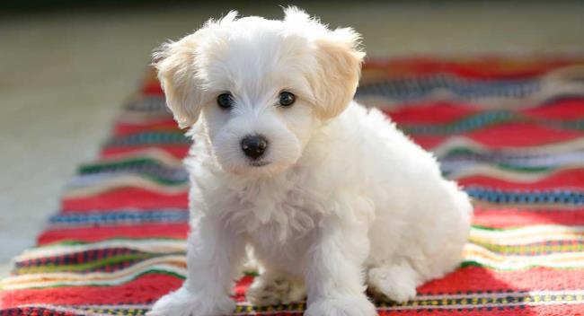Sintesis anjing Bichon Frise yang paling indah