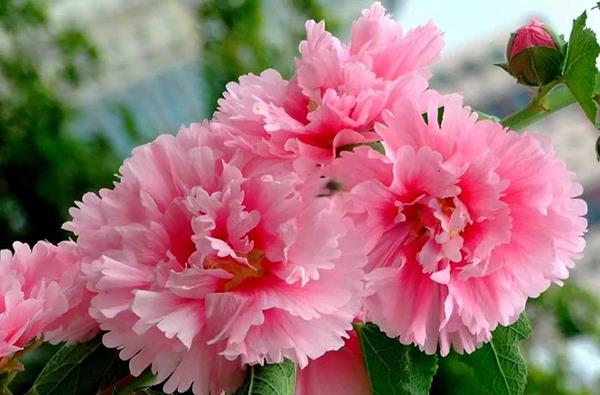 最も美しいピンク色に咲く花の画像を組み合わせる