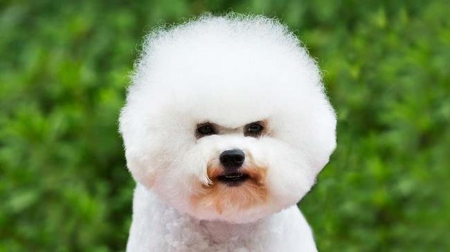 Collection of the most beautiful Bichon Frize dogs