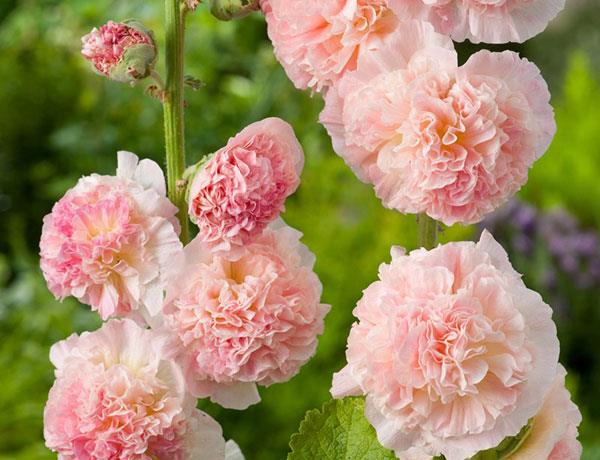 Комбинируя изображения самых красивых розовых цветущих цветов