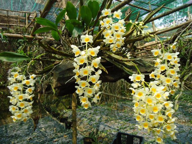 Fotos de belas orquídeas da floresta 35