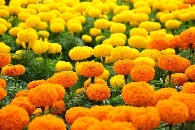 Combining images of the most beautiful marigolds