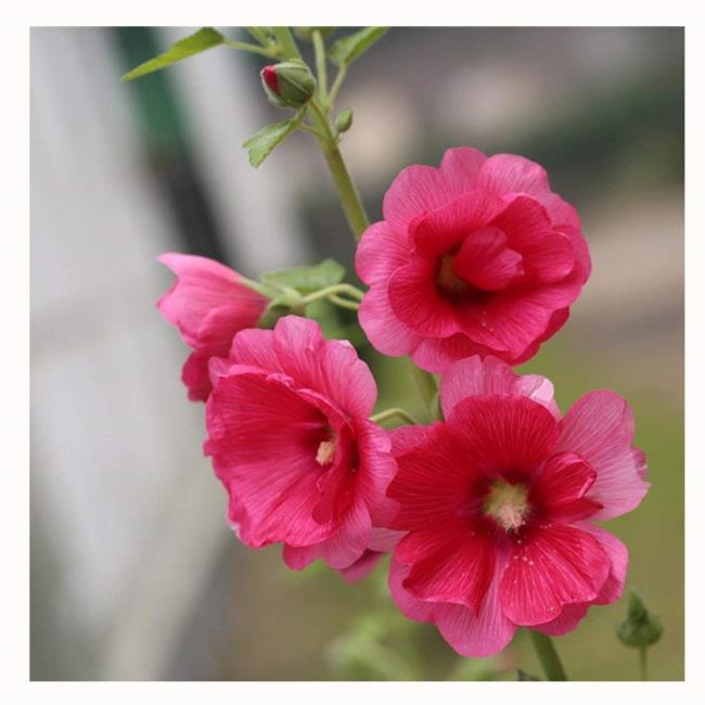 Combinando le immagini dei più bei fiori che sbocciano rosa
