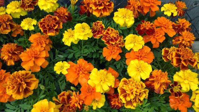 Menggabungkan gambar marigold yang paling indah